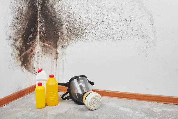 Best Residential Mold Remediation in Riverbend, WA