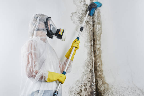 Mold Remediation for Specific Building Types