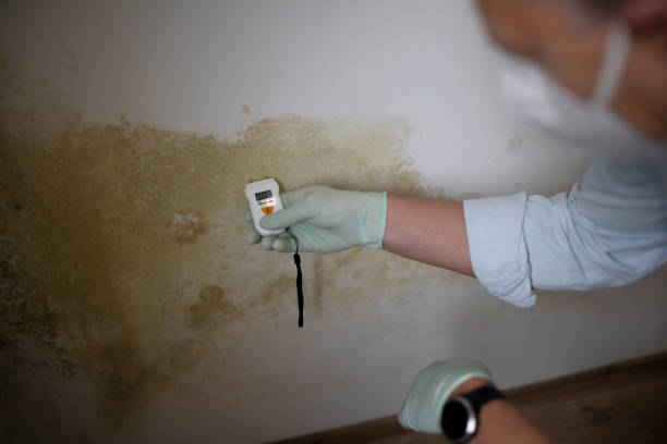 Best Insurance-Related Mold Remediation in Riverbend, WA