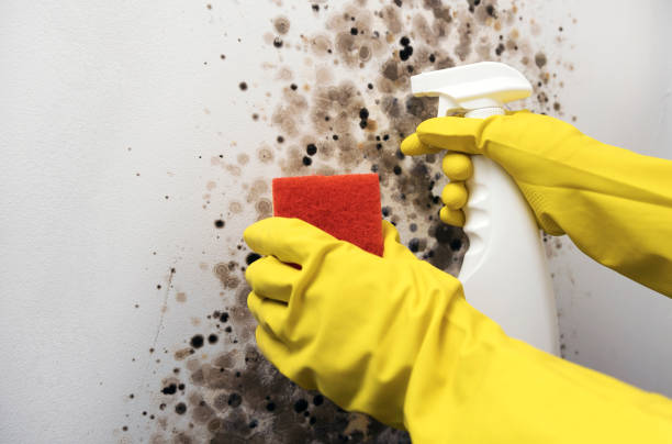 Best Insurance-Related Mold Remediation in Riverbend, WA