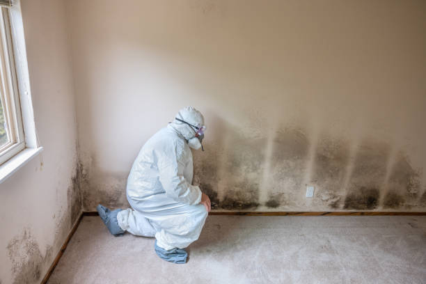 Reliable Riverbend, WA Mold Remediation Solutions