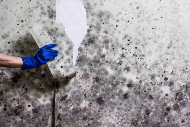 Best HVAC Mold Remediation in Riverbend, WA