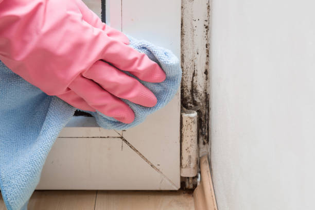 Best Emergency Mold Remediation in Riverbend, WA