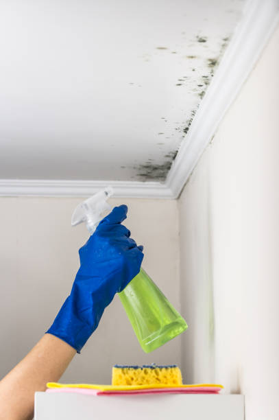 Best Attic Mold Remediation in Riverbend, WA